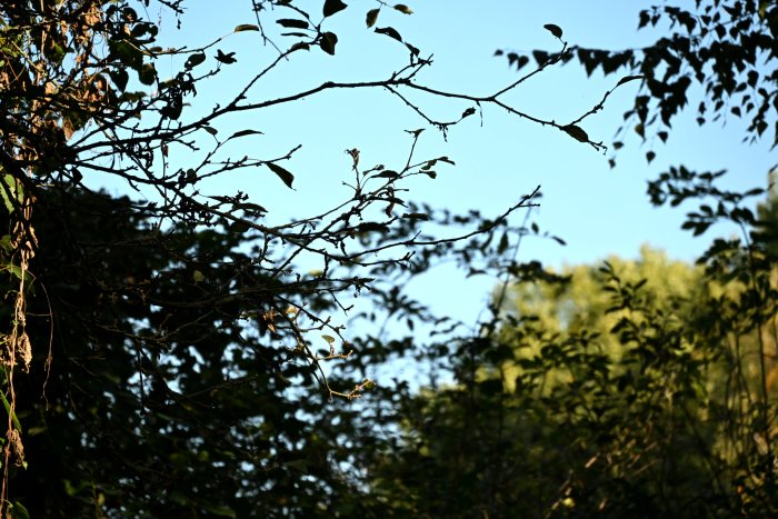 DSC_4783.JPG
