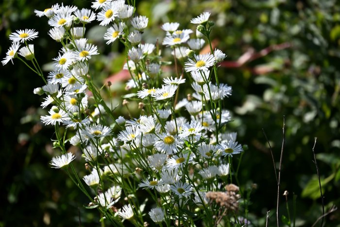 DSC_4817.JPG