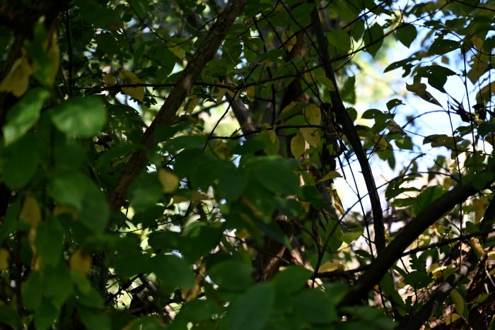 DSC_4837.JPG