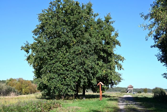 DSC_4843.JPG