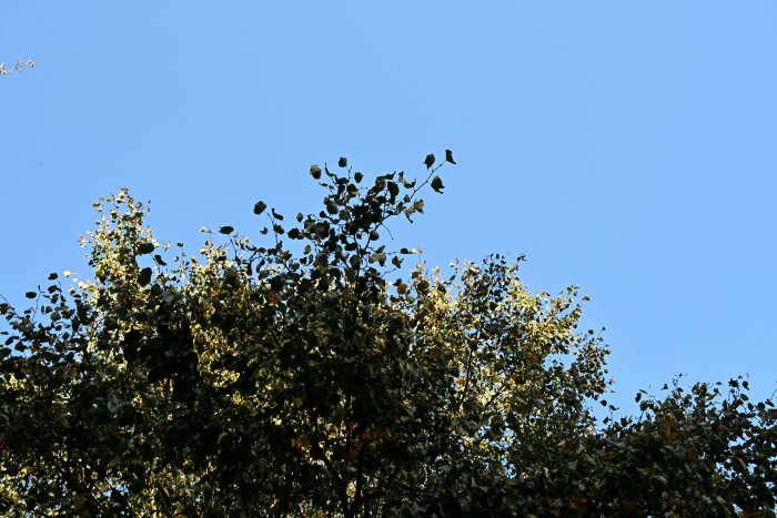 DSC_4972.JPG