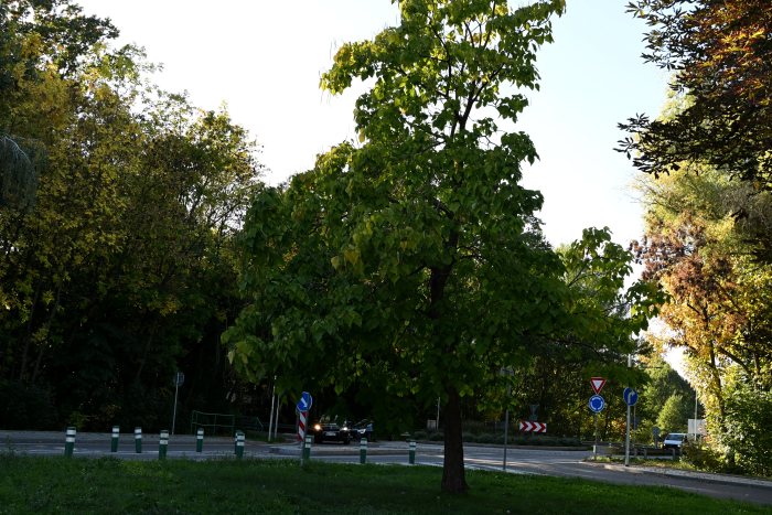 DSC_4974.JPG