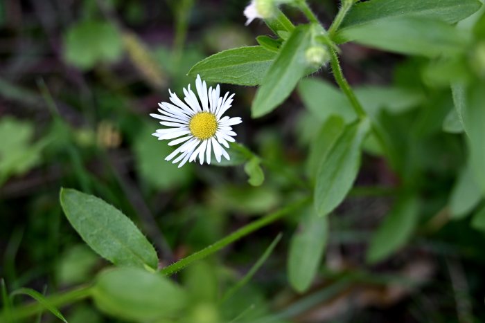 DSC_4987.JPG