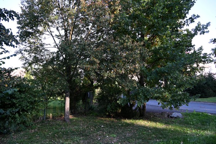DSC_4990.JPG