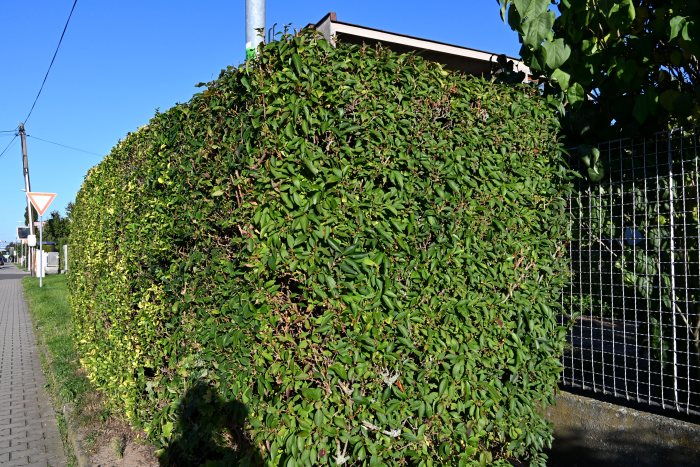 DSC_4996.JPG